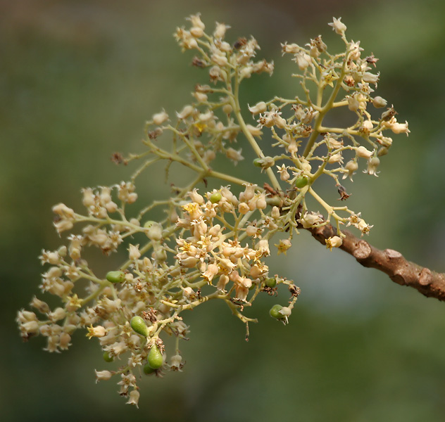 File:Garuga pinnata (Kakad) in Kinnarsani WS, AP W IMG 5722.jpg