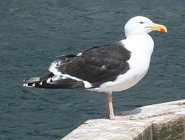 Great Black-Backed Gull (Larus marinus) - geograph.org.uk - 1348300.jpg