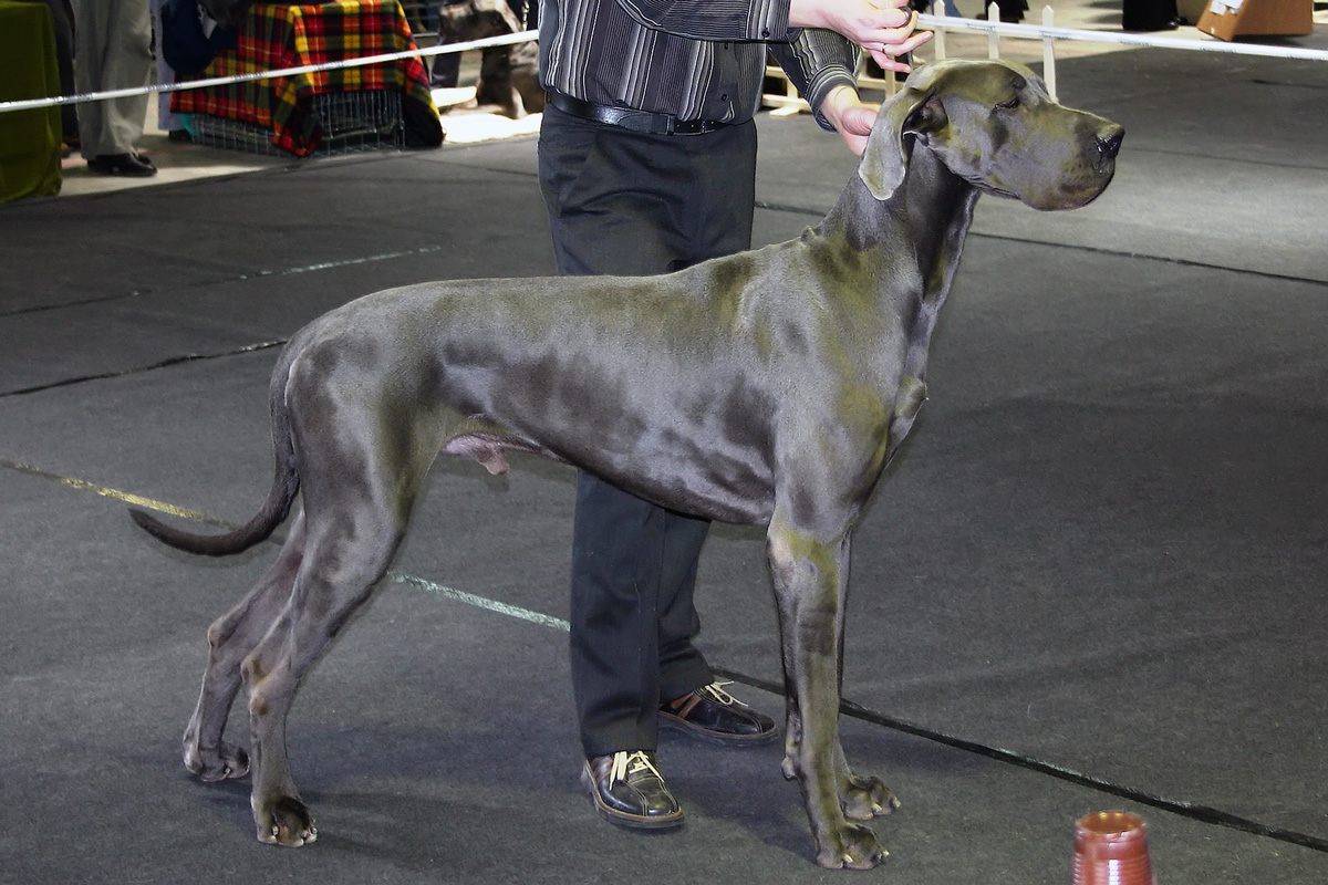 https://upload.wikimedia.org/wikipedia/commons/d/dc/Greatdane.jpg