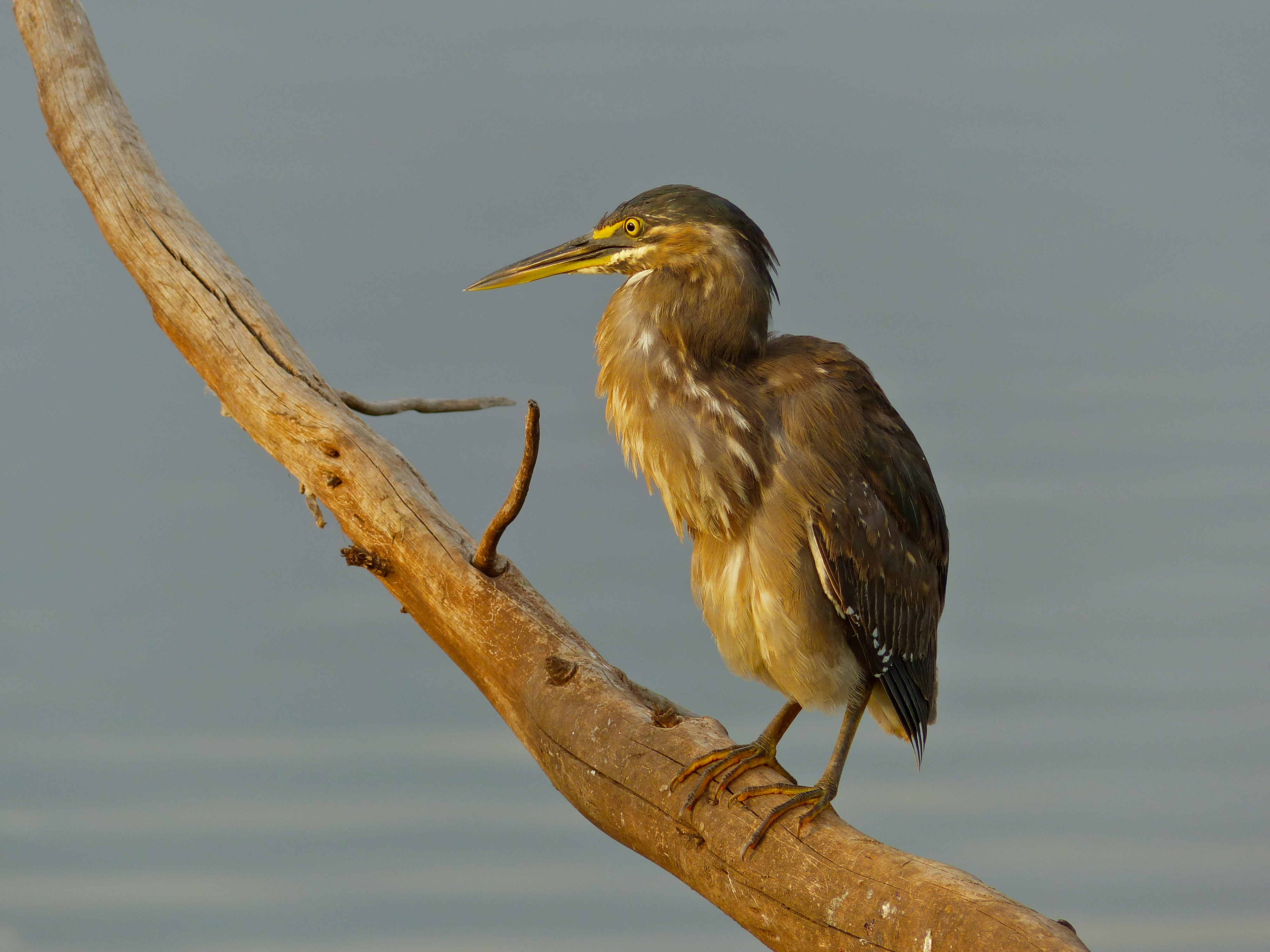 Green-backed Heron (Butorides striata) (11451566055).jpg