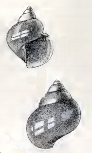 <i>Guttula</i> Genus of gastropods