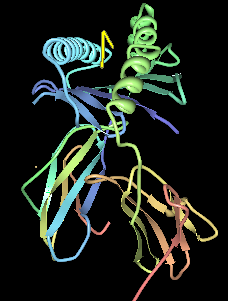 Počítačová ilustrace HLA-B * 0801 s peptidem EBV ve vazebné kapse.