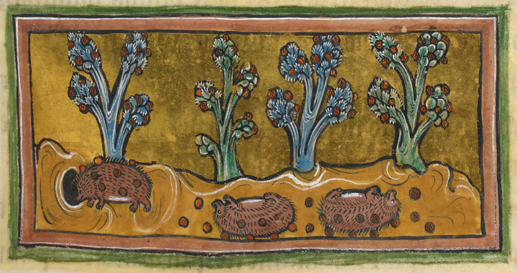 File:Hedgehogs - British Library Royal 12 F xiii f45r (detail).jpg