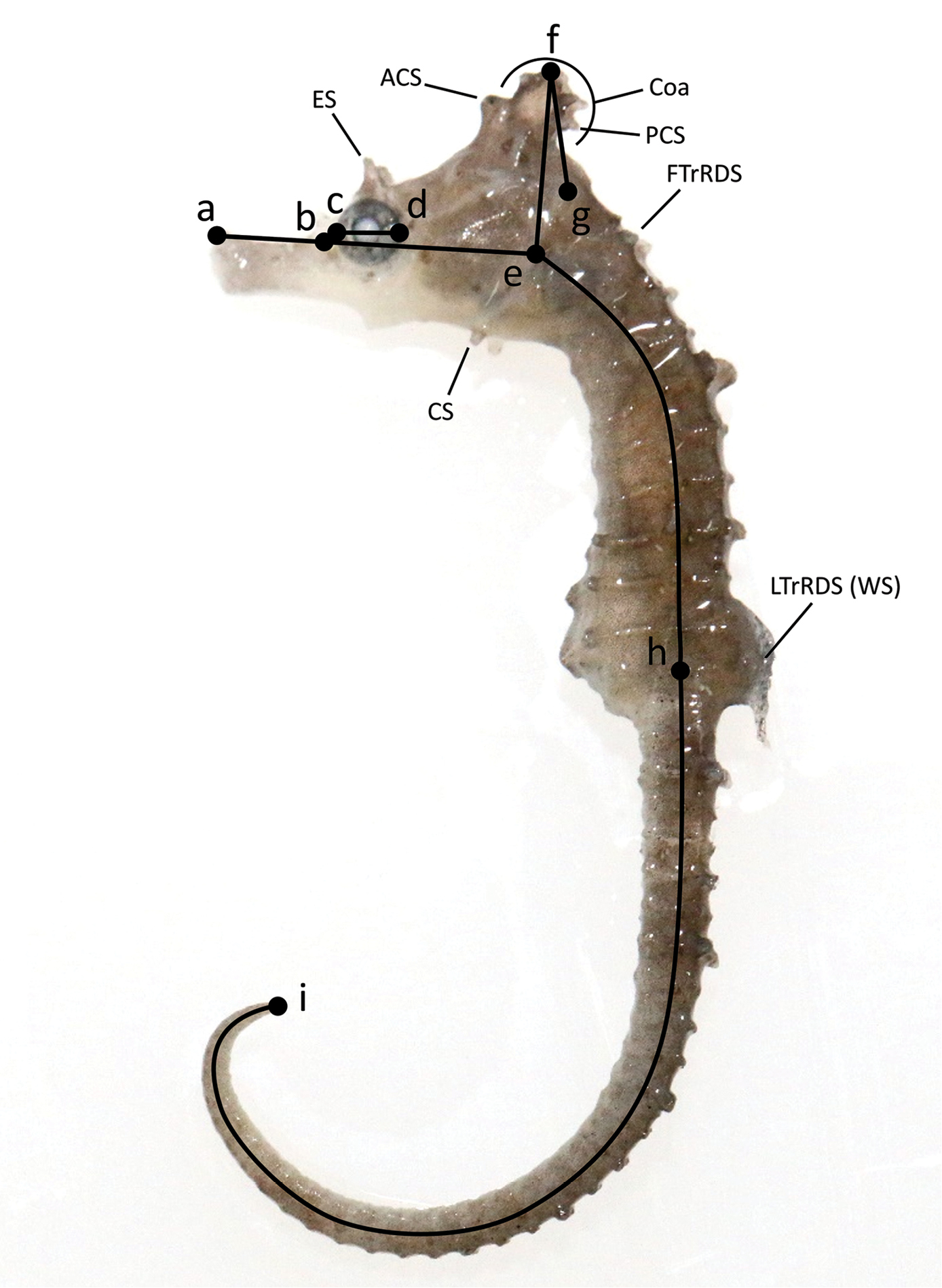 Han et al. Гиппокамп морской конек. Hippocampus coronatus. Hippocampus x ray. Гиппокамп морской конек с технической стороны что это.