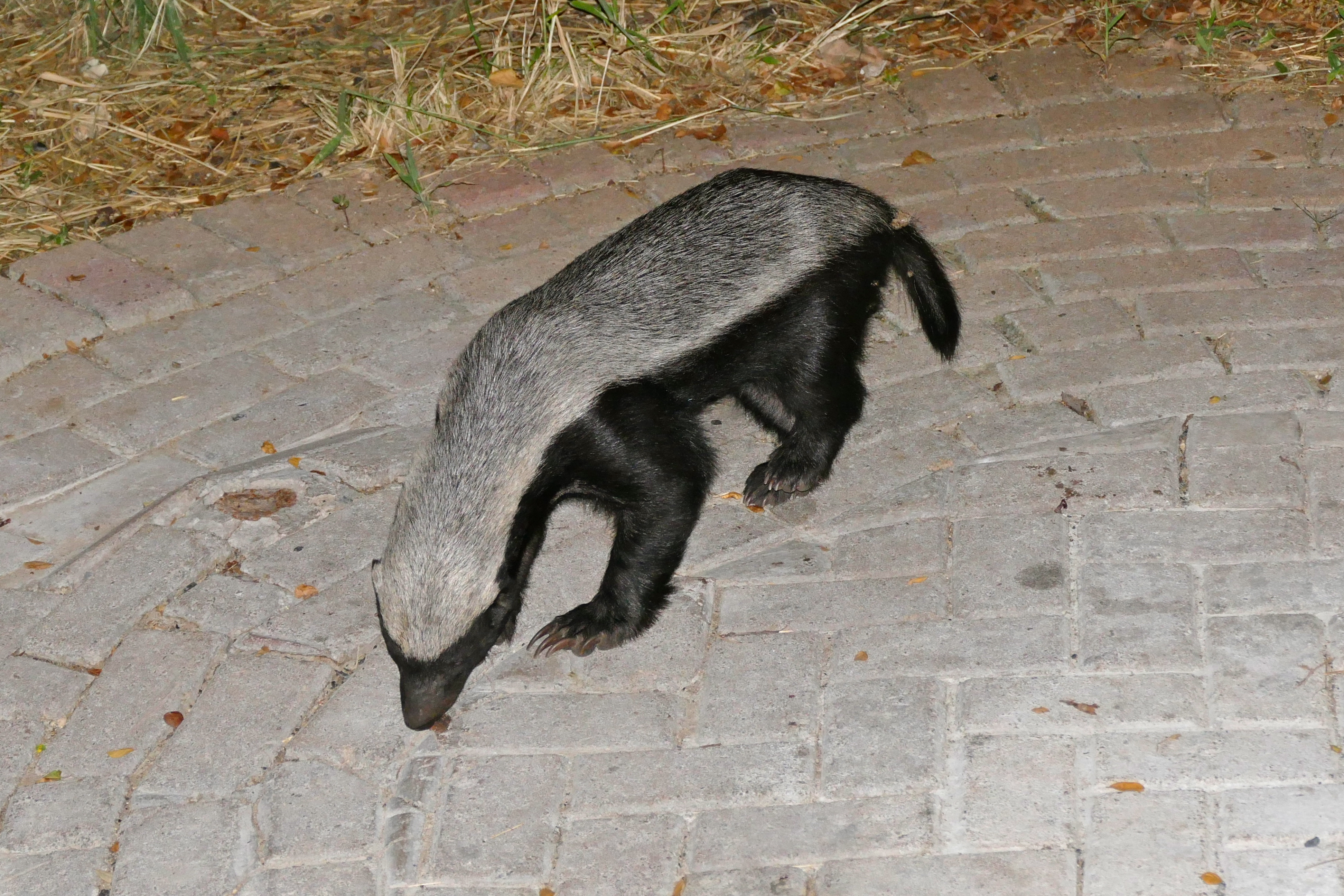 Honey Badger (Mellivora capensis) (17425339412).jpg