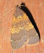 <i>Hydrillodes</i> Genus of moths