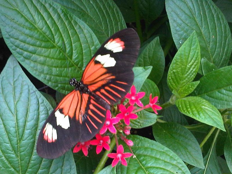 File:Iz - Heliconius erato - 1.jpg