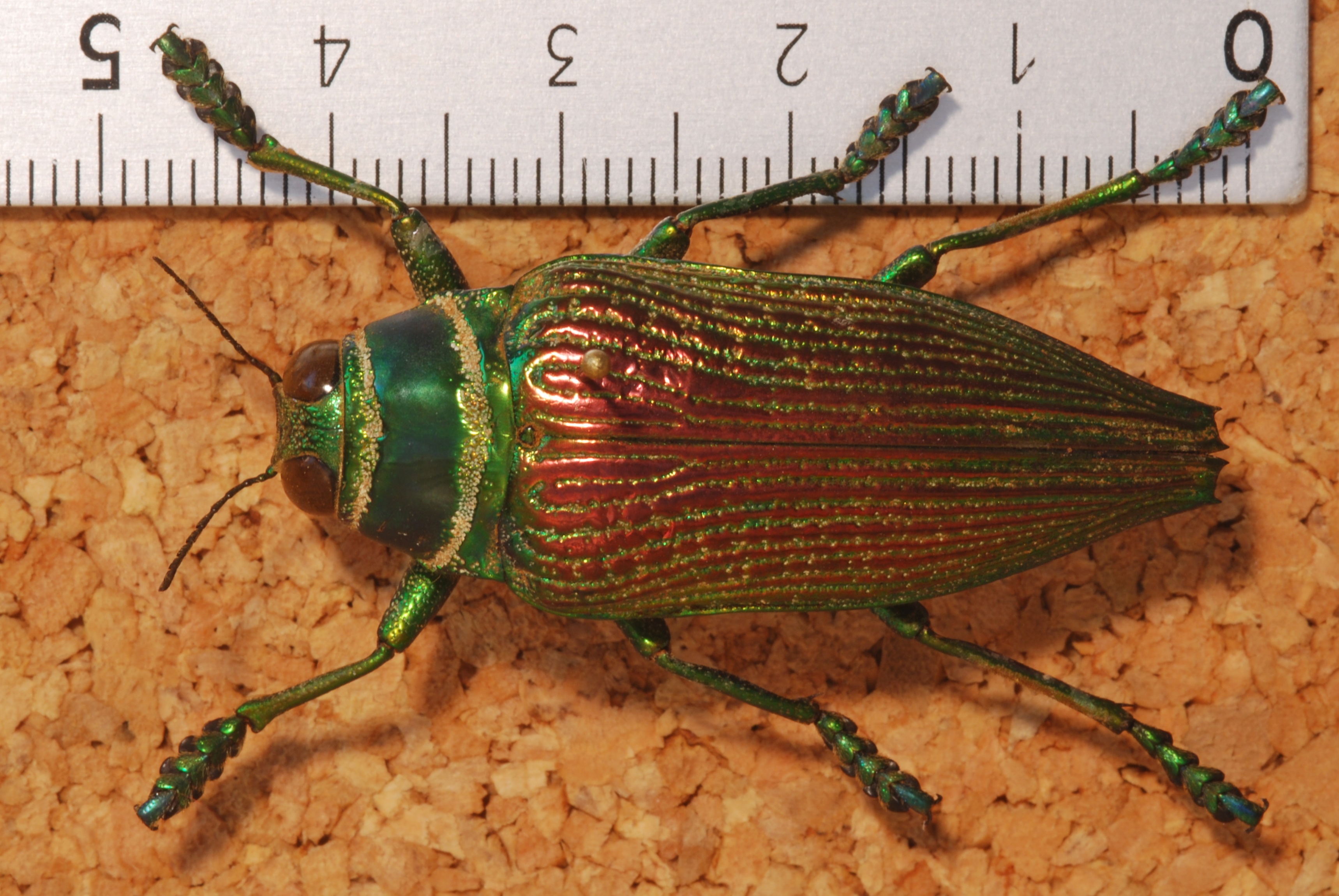 Jewel Beetle (Psiloptera bicarinata) (8247669204).jpg