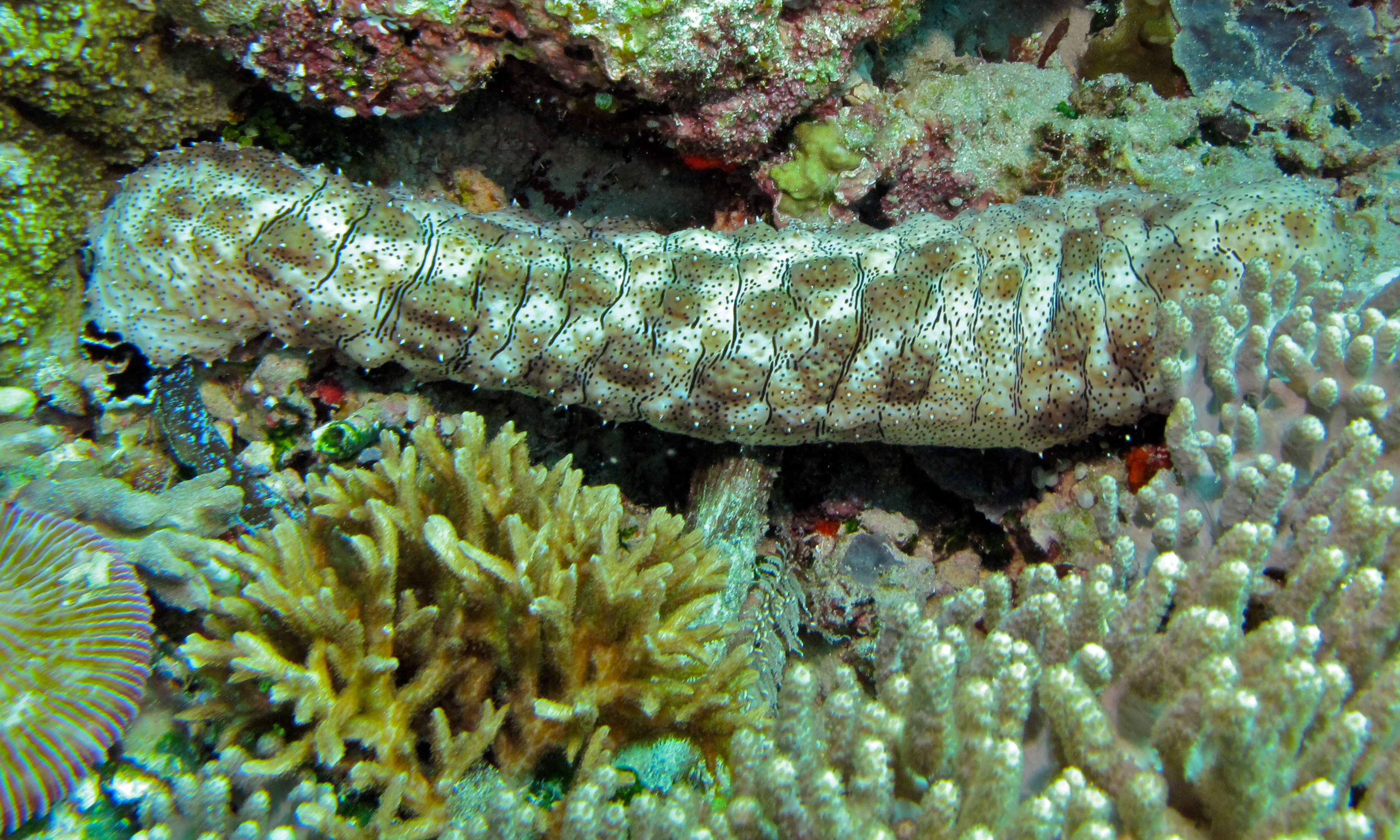 Leopard Sea Cucumber (Pearsonothuria graeffei) (8476969796).jpg