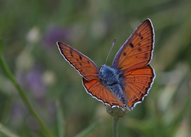 File:Lycaena alciphron (2).jpg