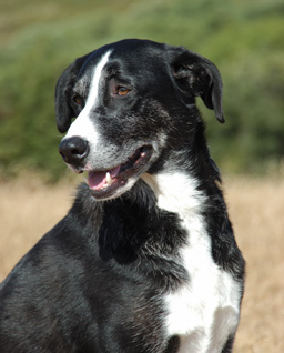 File:McNab (dog).jpg