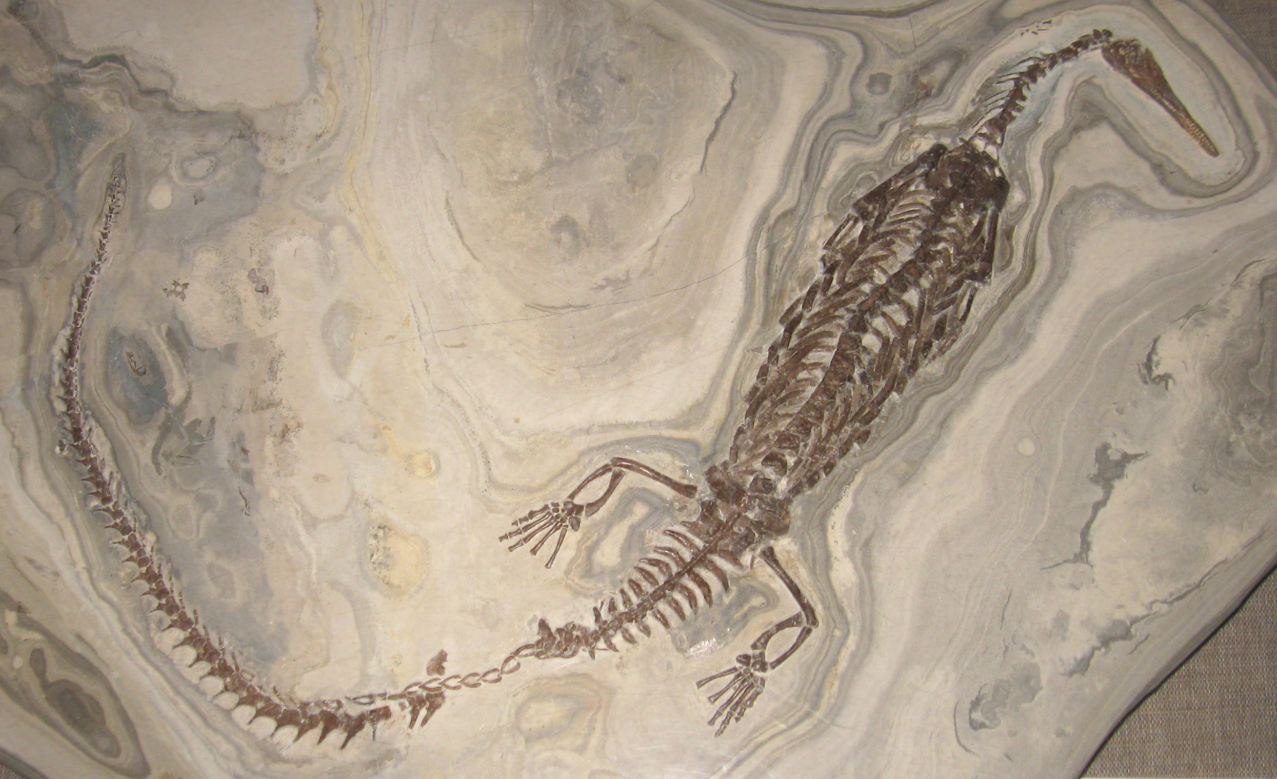 Mesosaurus - Wikipedia