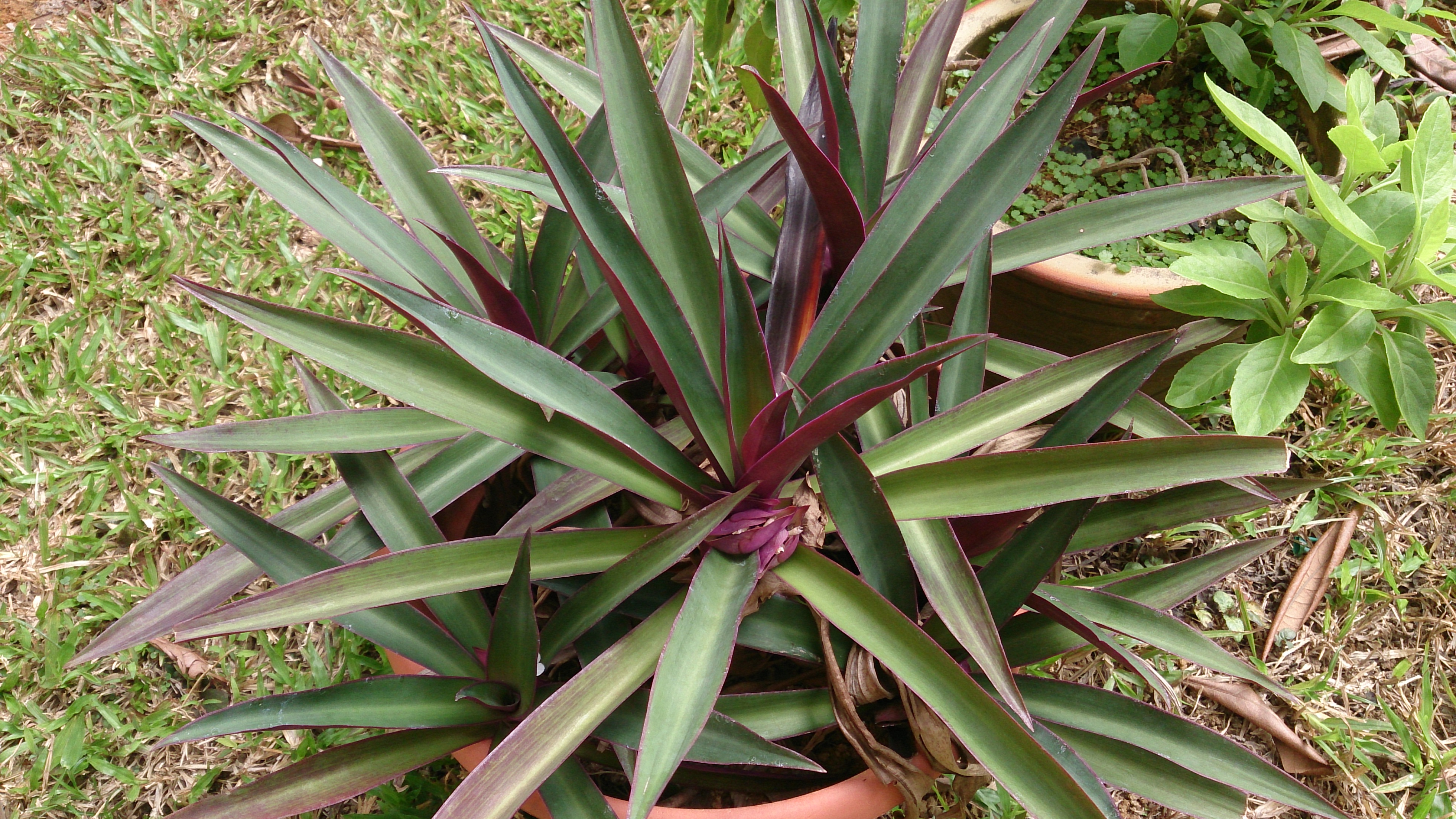 File:Moses in the cradle (Tradescantia spathacea) 1.jpg ...