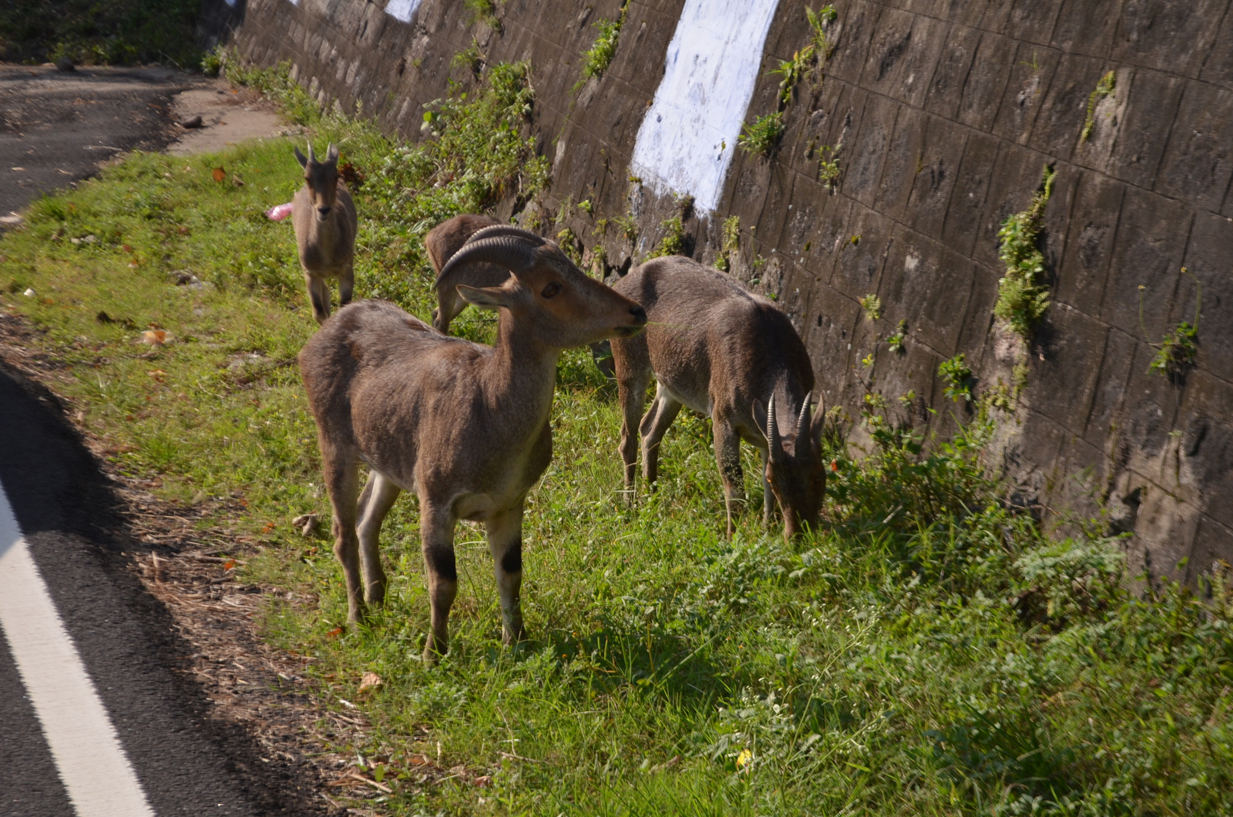 Anamalai Tiger Reserve