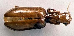 <i>Nototylus</i> Subfamily of beetles