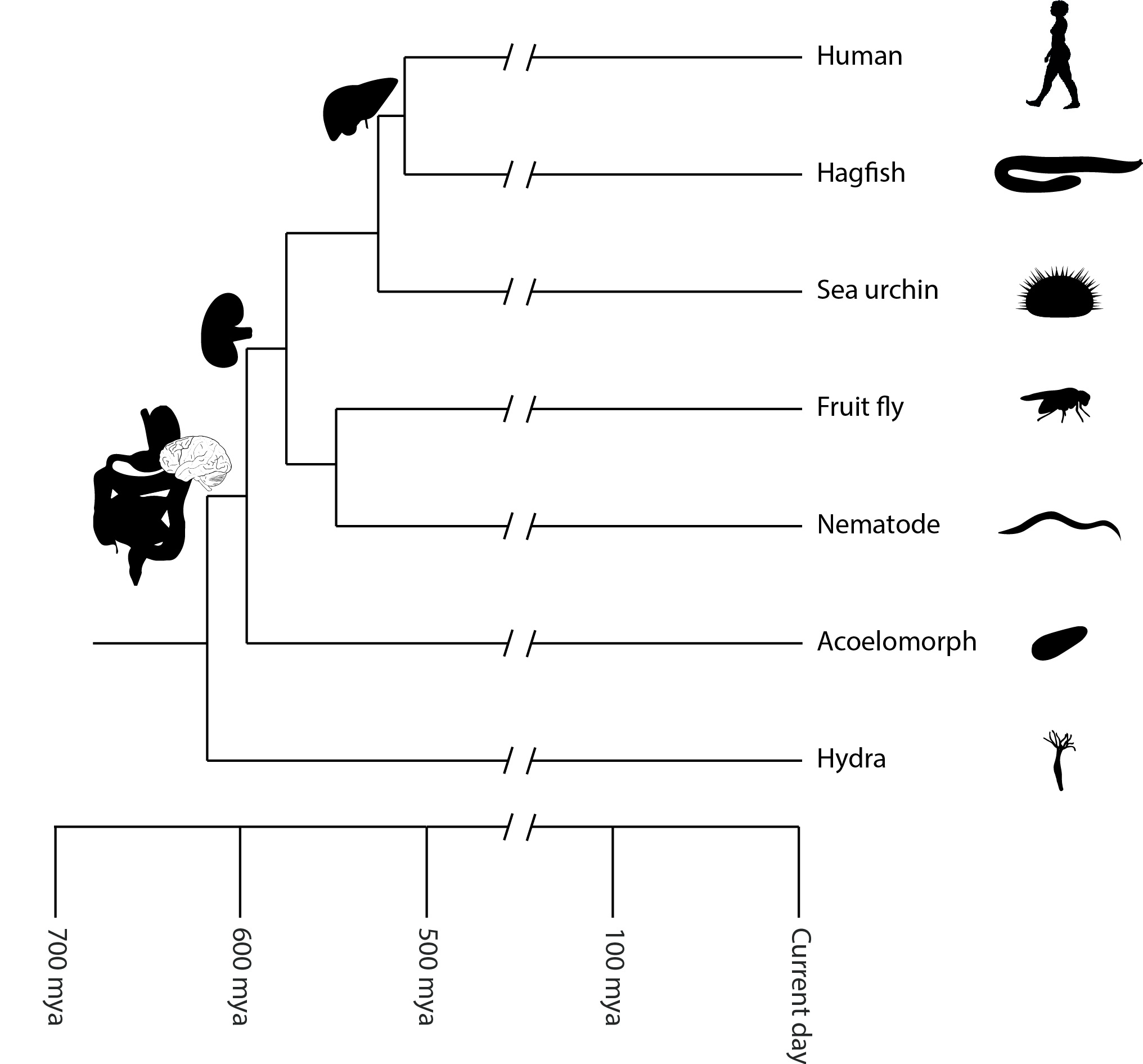 phylogeny of animals