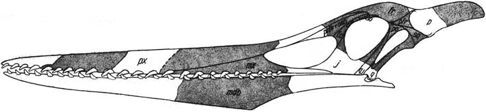 Ornithocheirus - Wikipedia