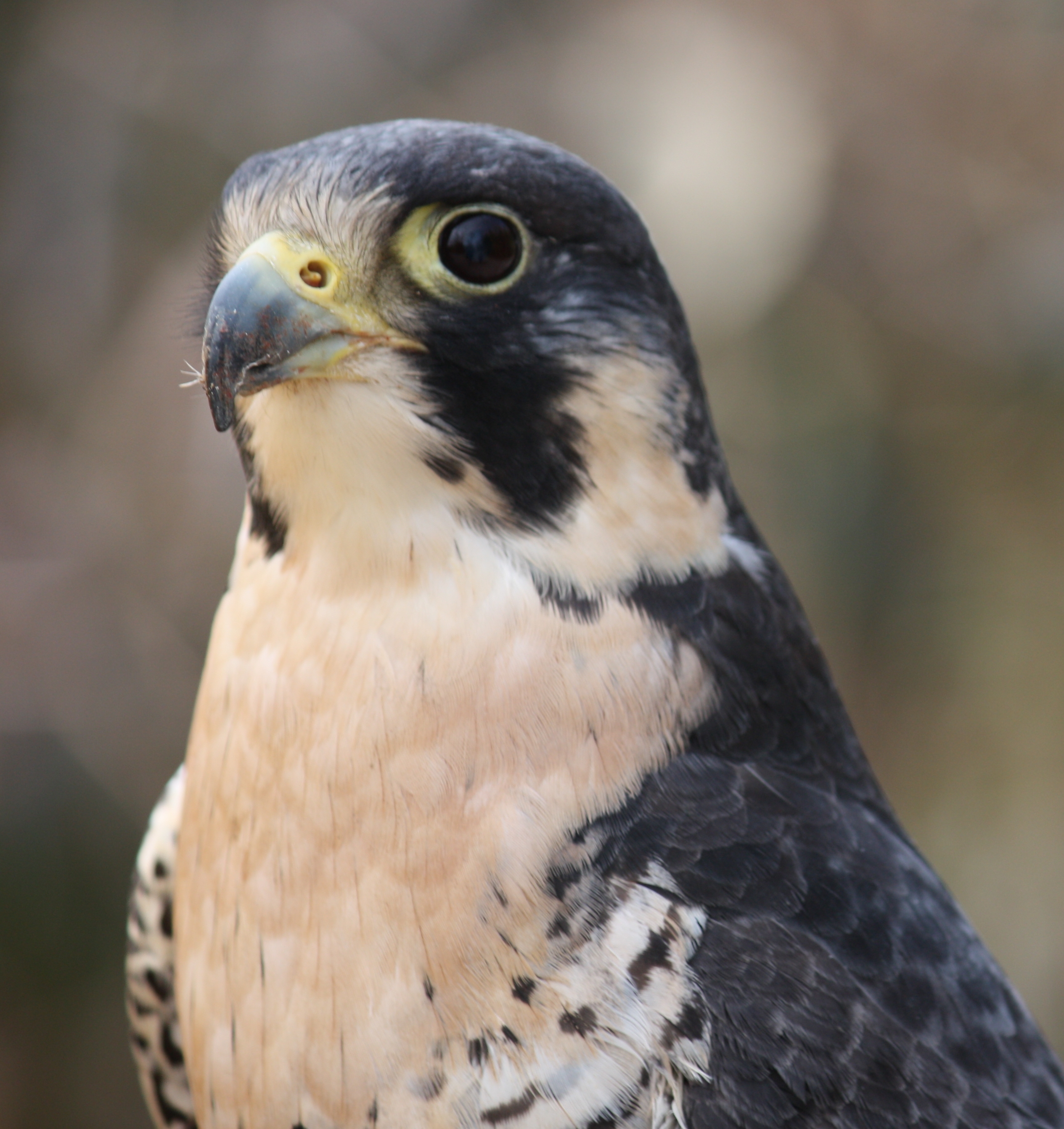 Peregrine Falcon