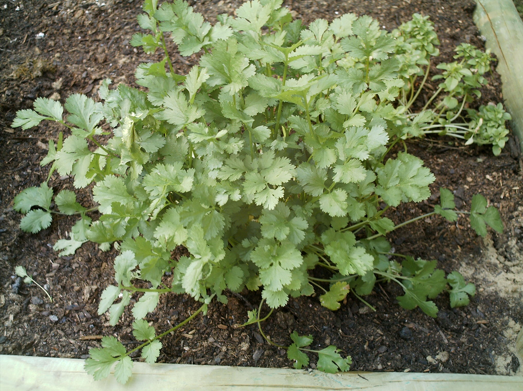 El cultivo del cilantro