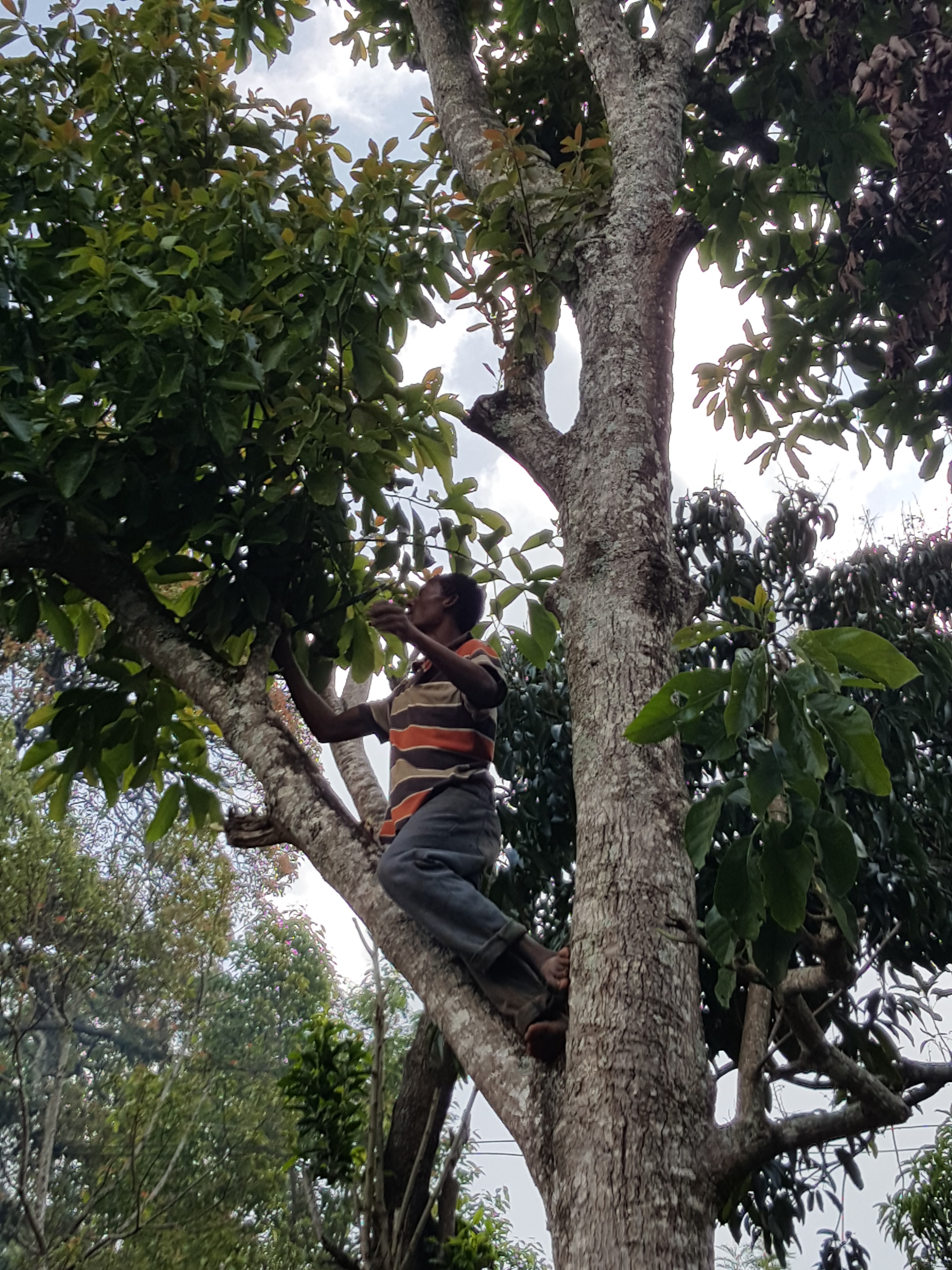 pruning young avocado trees, 35773 Toney AL