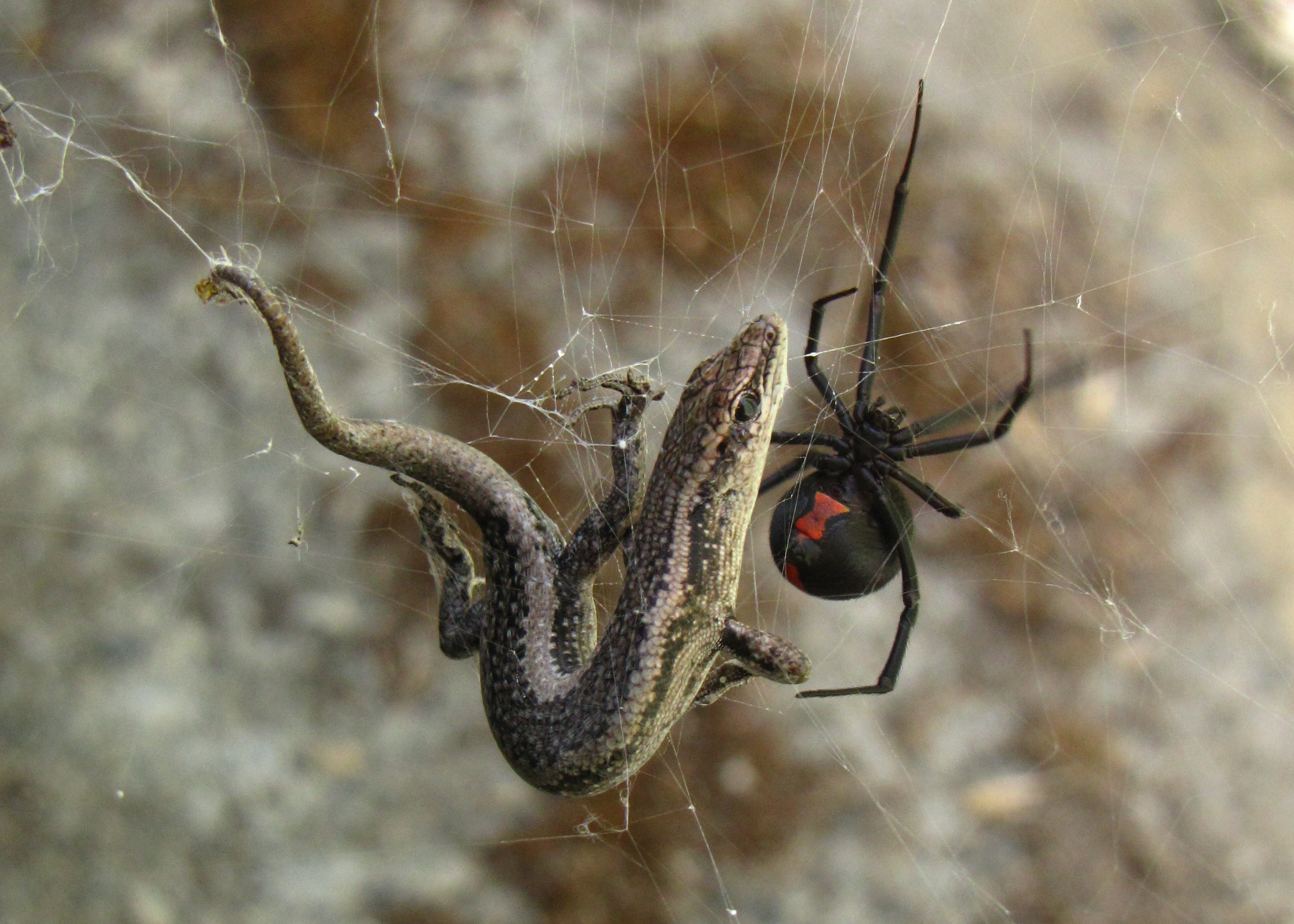 tarantula eating lizard