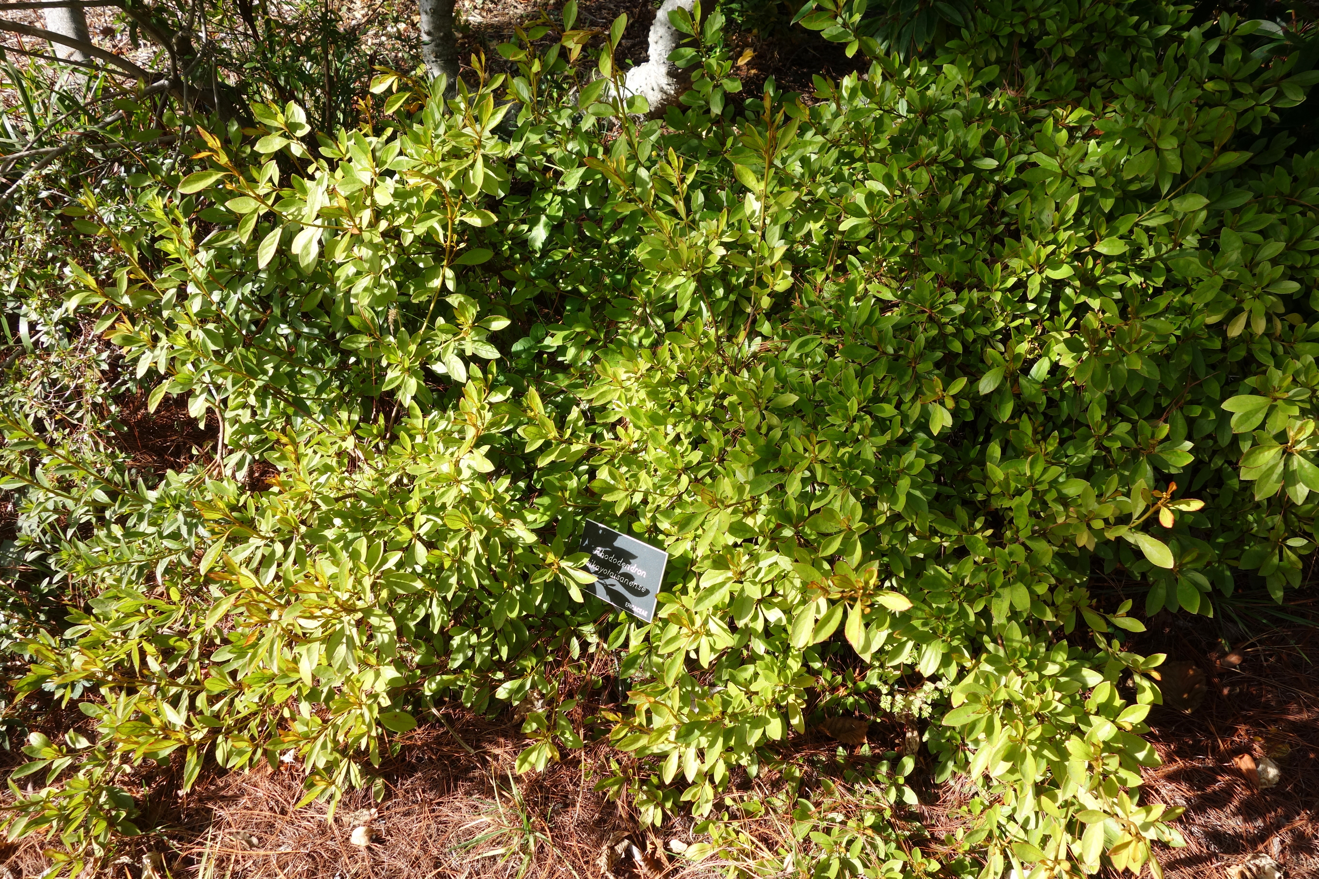 File Rhododendron Sikayotaizanense Mendocino Coast Botanical