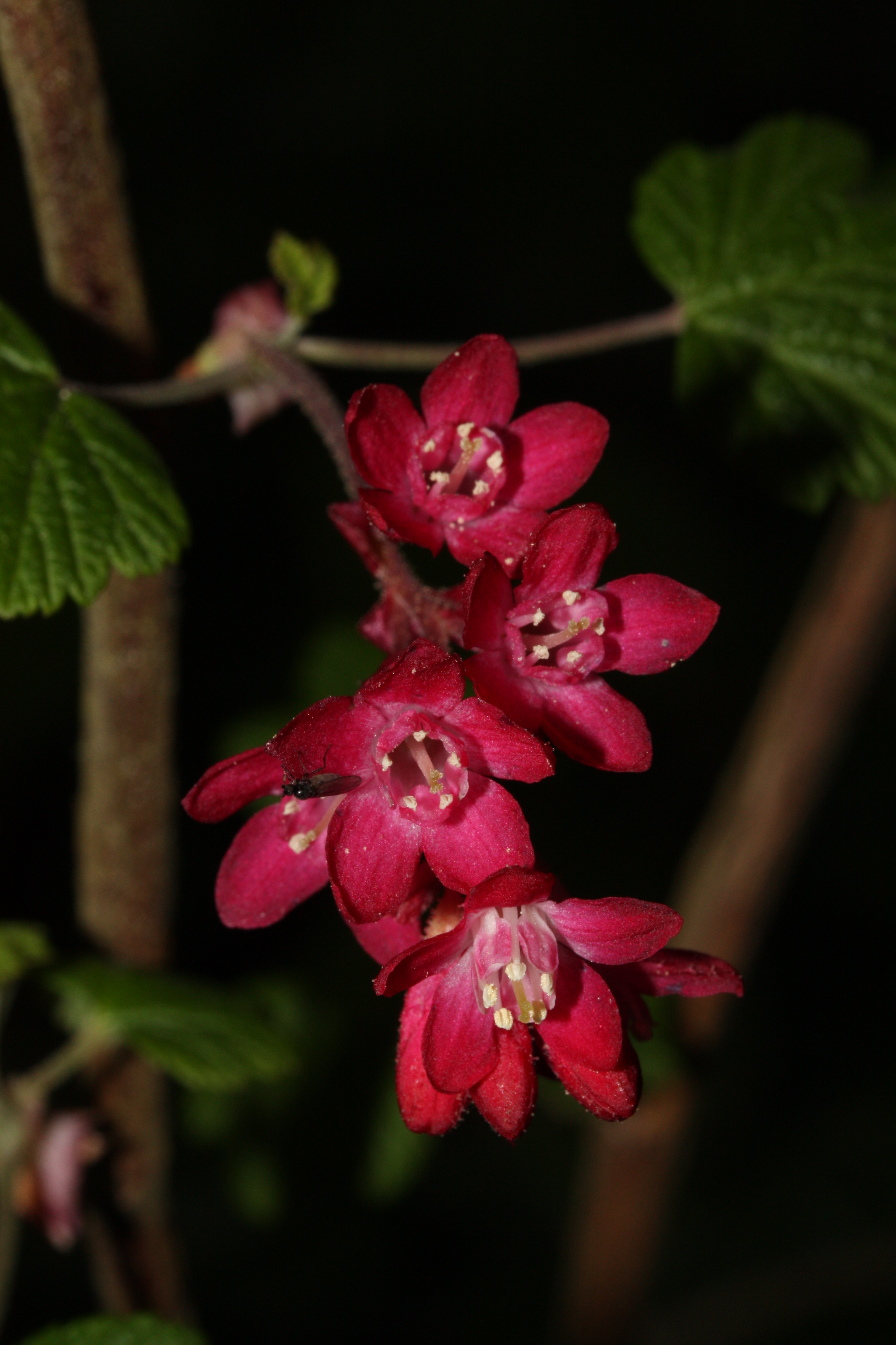 Ribes sanguineum Brianjou плоды