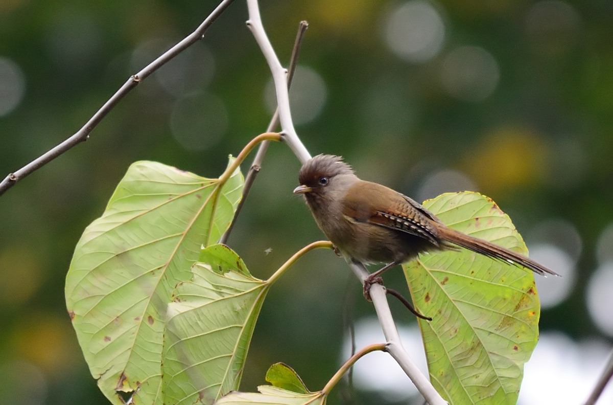 File:Rusty-fronted Barwing (Actinodura egertoni).jpg - Wikimedia