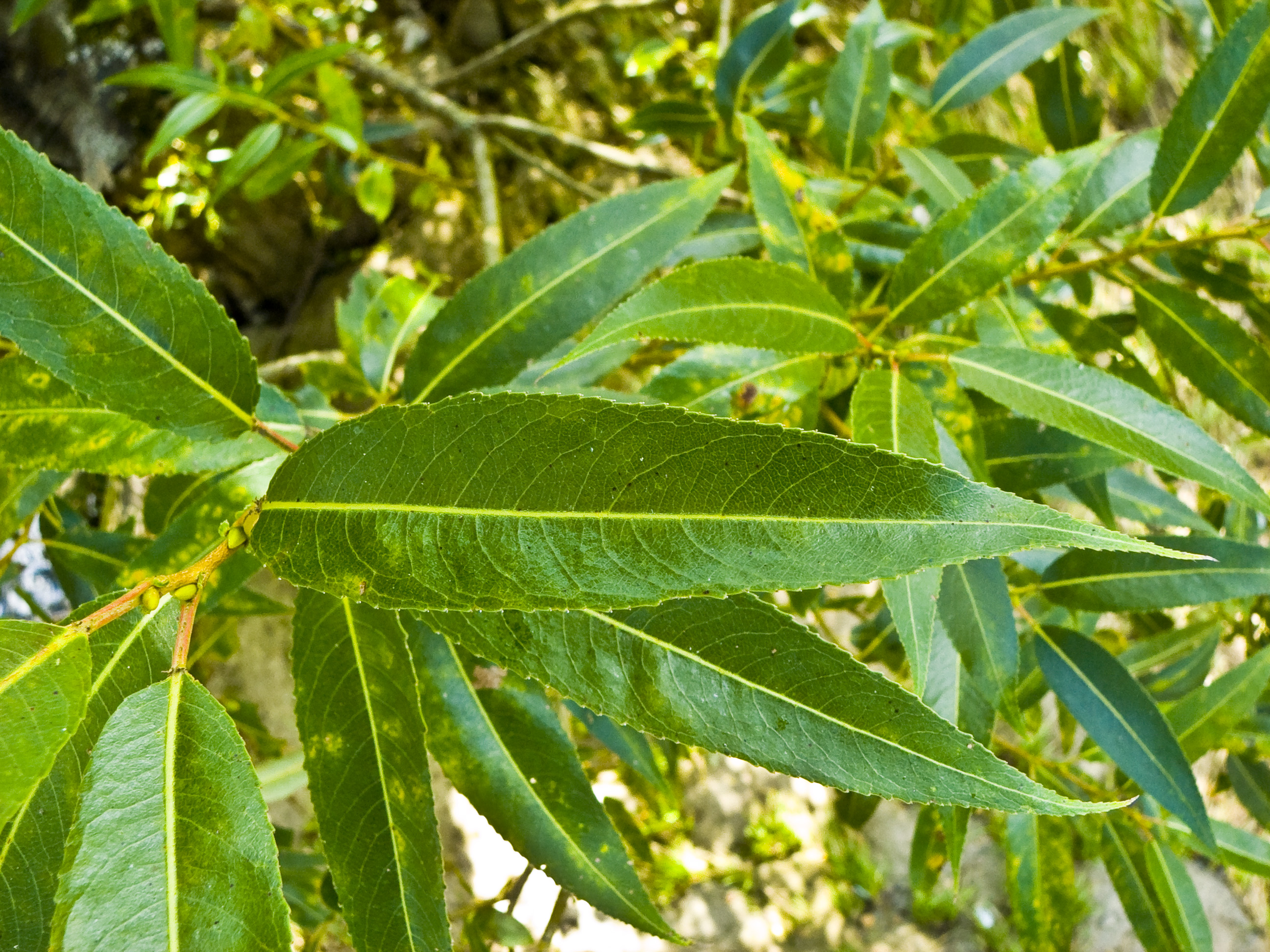 Salix Fragilis Wikipedia