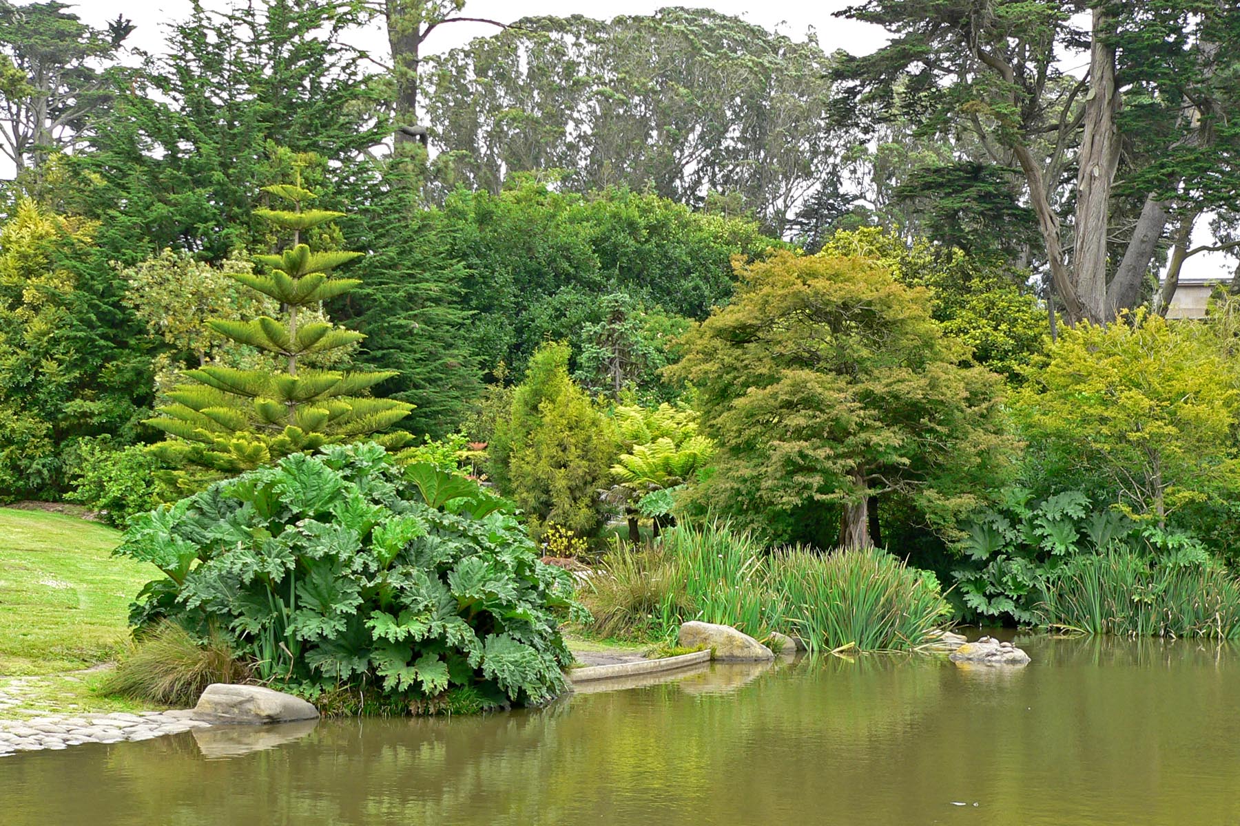 File San Francisco Botanical Garden Pond 2 Jpg Wikimedia Commons