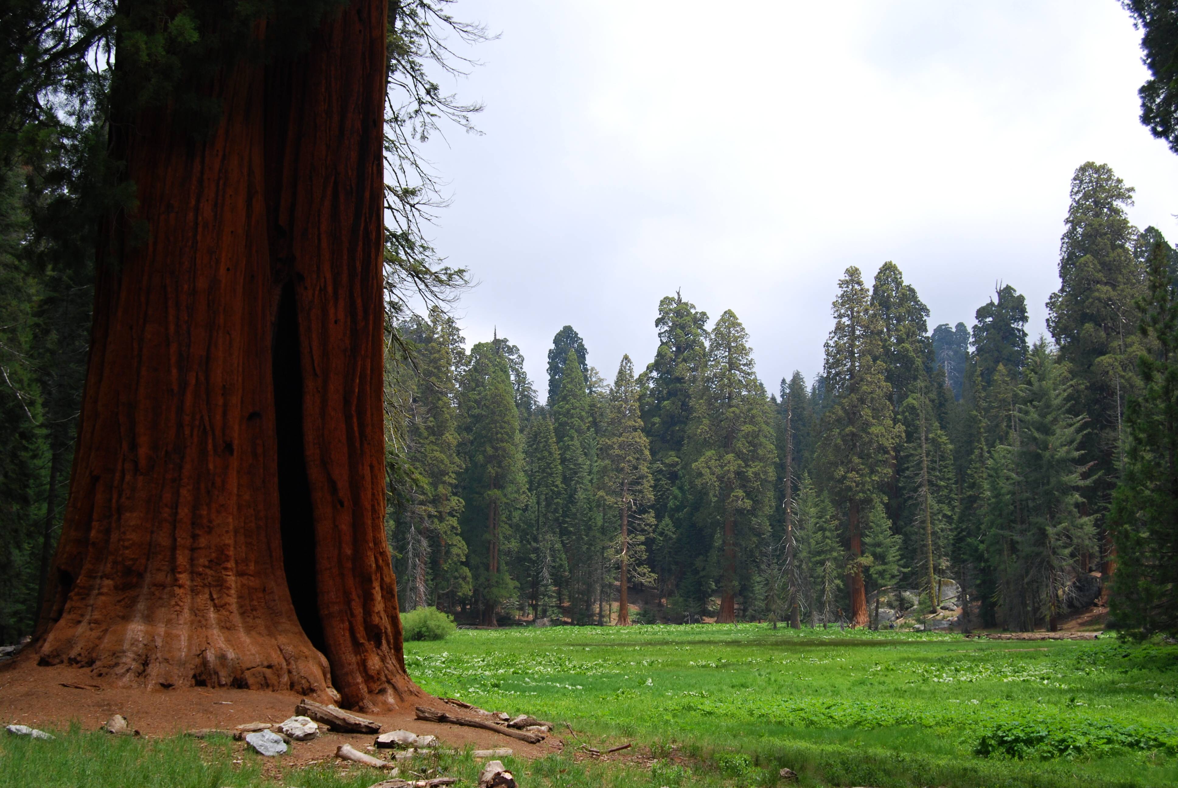 Tree Sentinel