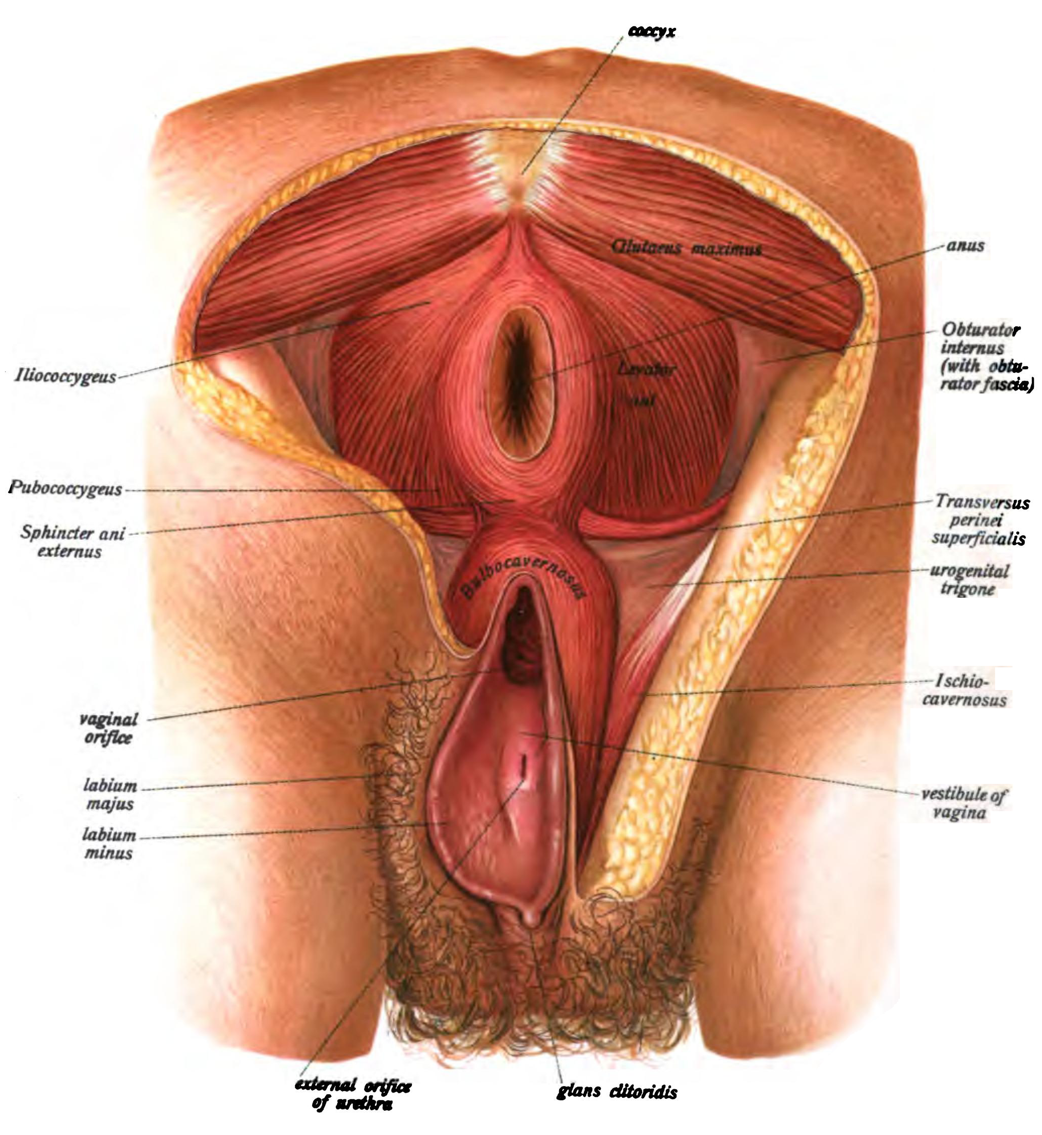 How well do women know their anatomy