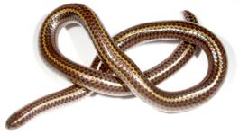 <i>Tetracheilostoma</i> Genus of snakes