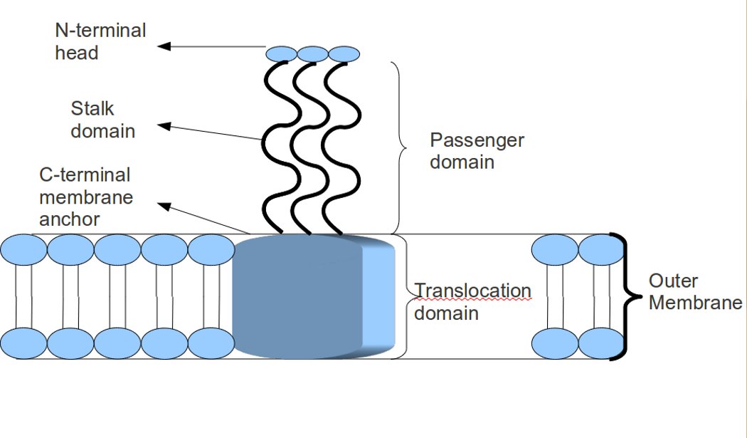 From self sufficiency to dependence: mechanisms and factors important for  autotransporter biogenesis