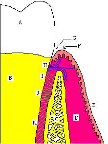 Cemento radicular. ¿Qué es el cemento radicular? El cemento radicular es un  tejido conectivo mineralizado semejante al hueso, el cemento radicular es  creado por los cementoblastos [