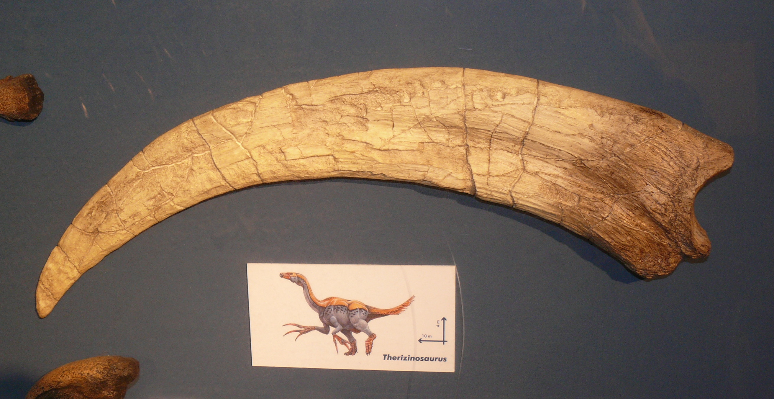 Теризинозавр когти