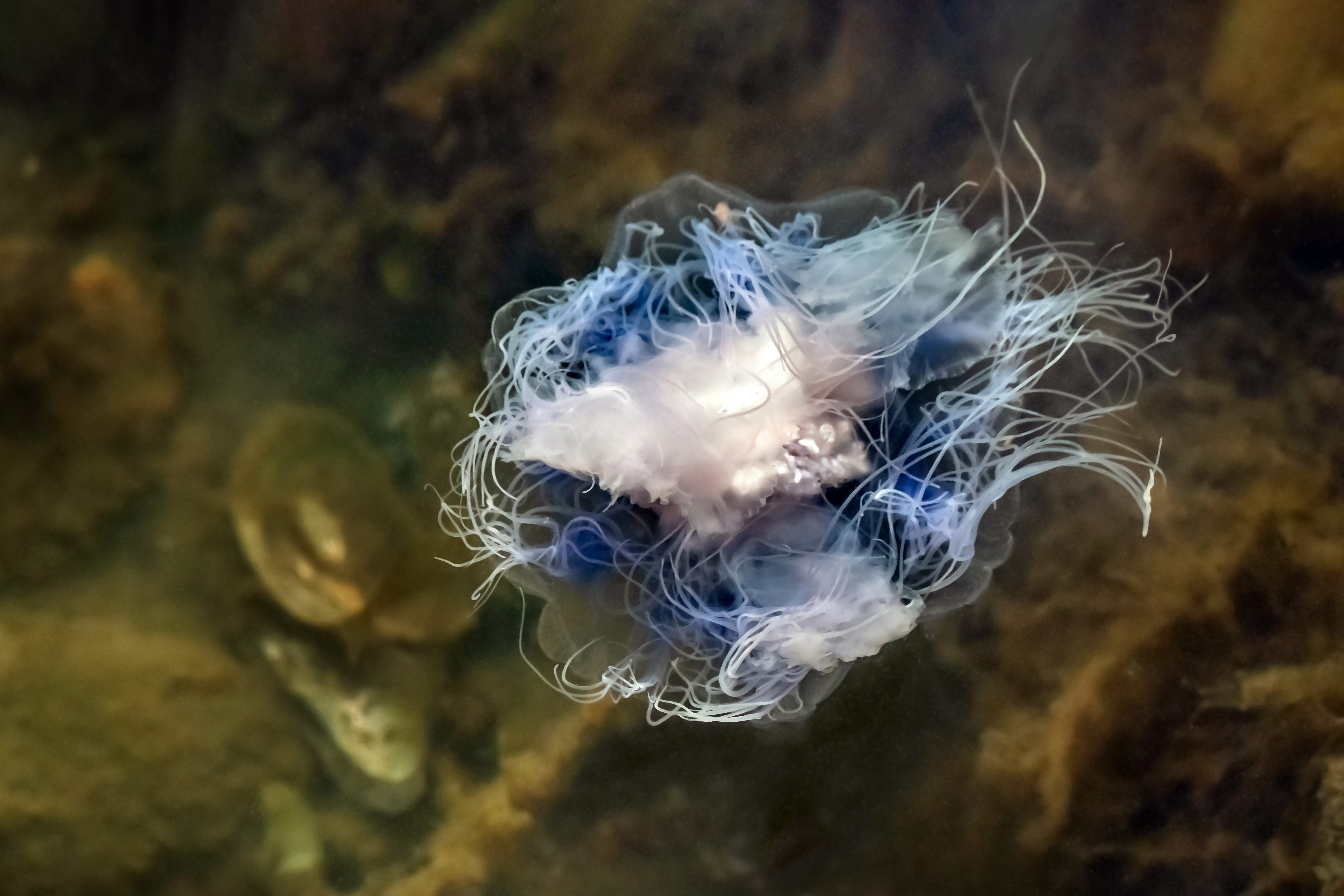 Bluebottle jellyfish  Derwent Estuary Program