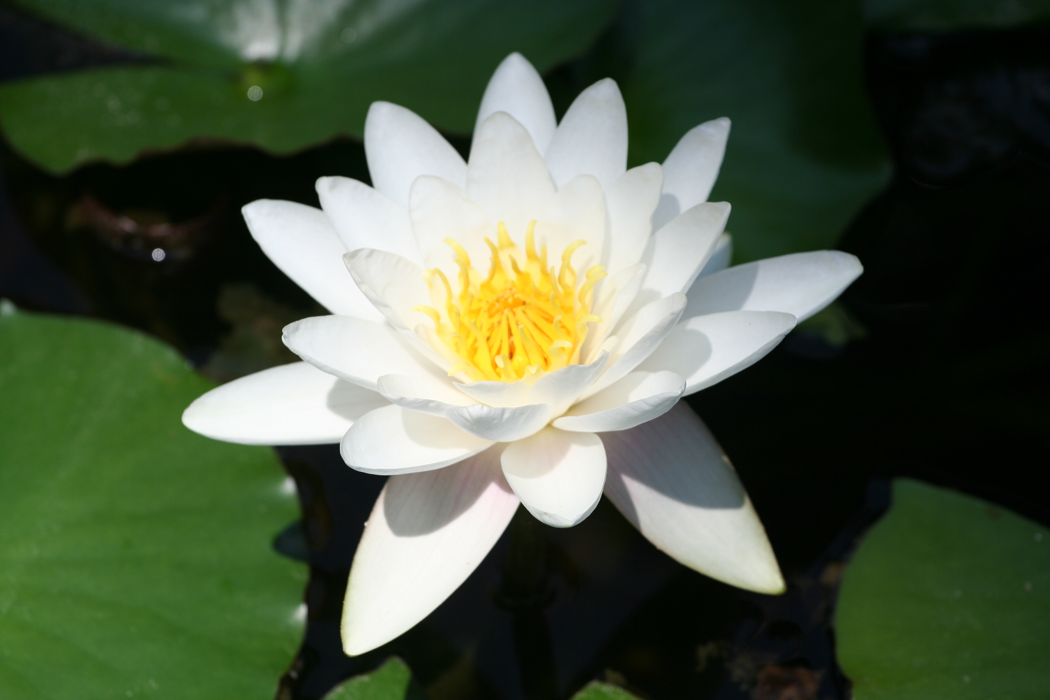 What Japanese Girl Name Means Water Lily