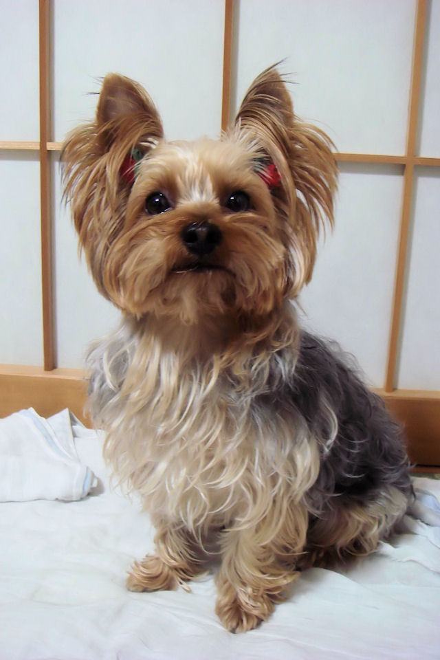 razas de perros que se llevan bien con los yorkies