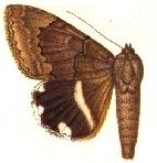 <i>Achaea catella</i> Species of moth