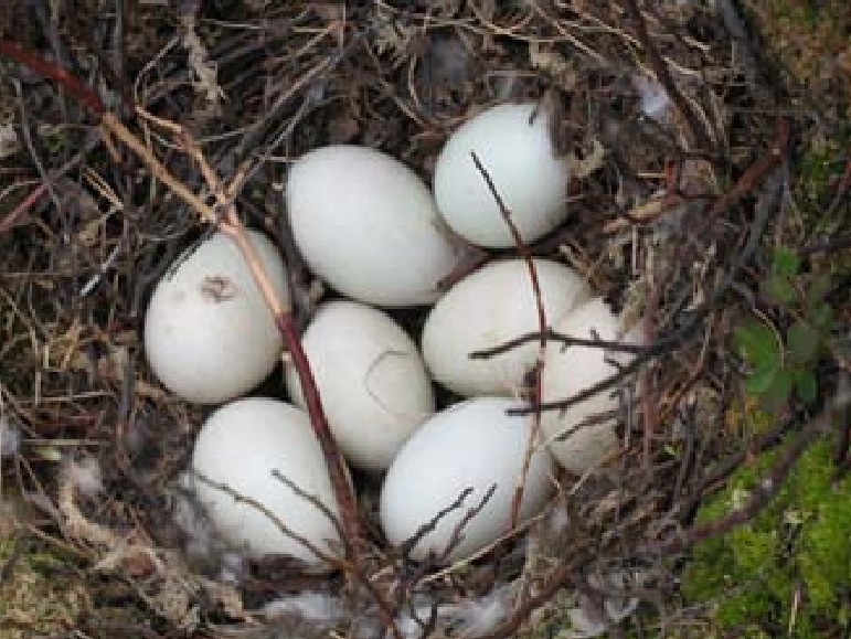 File:Anas clypeata nest.jpg