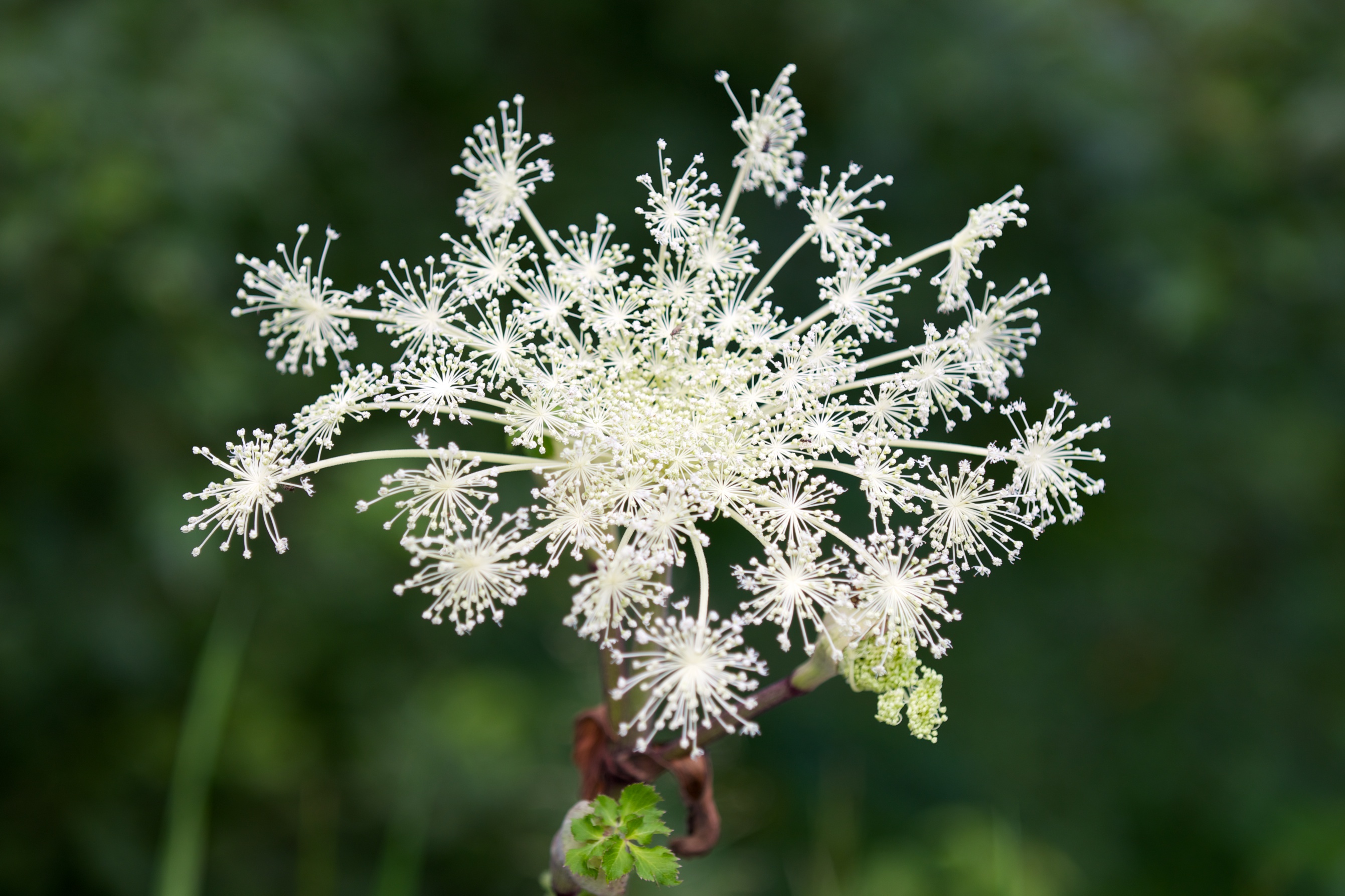 Angelica 