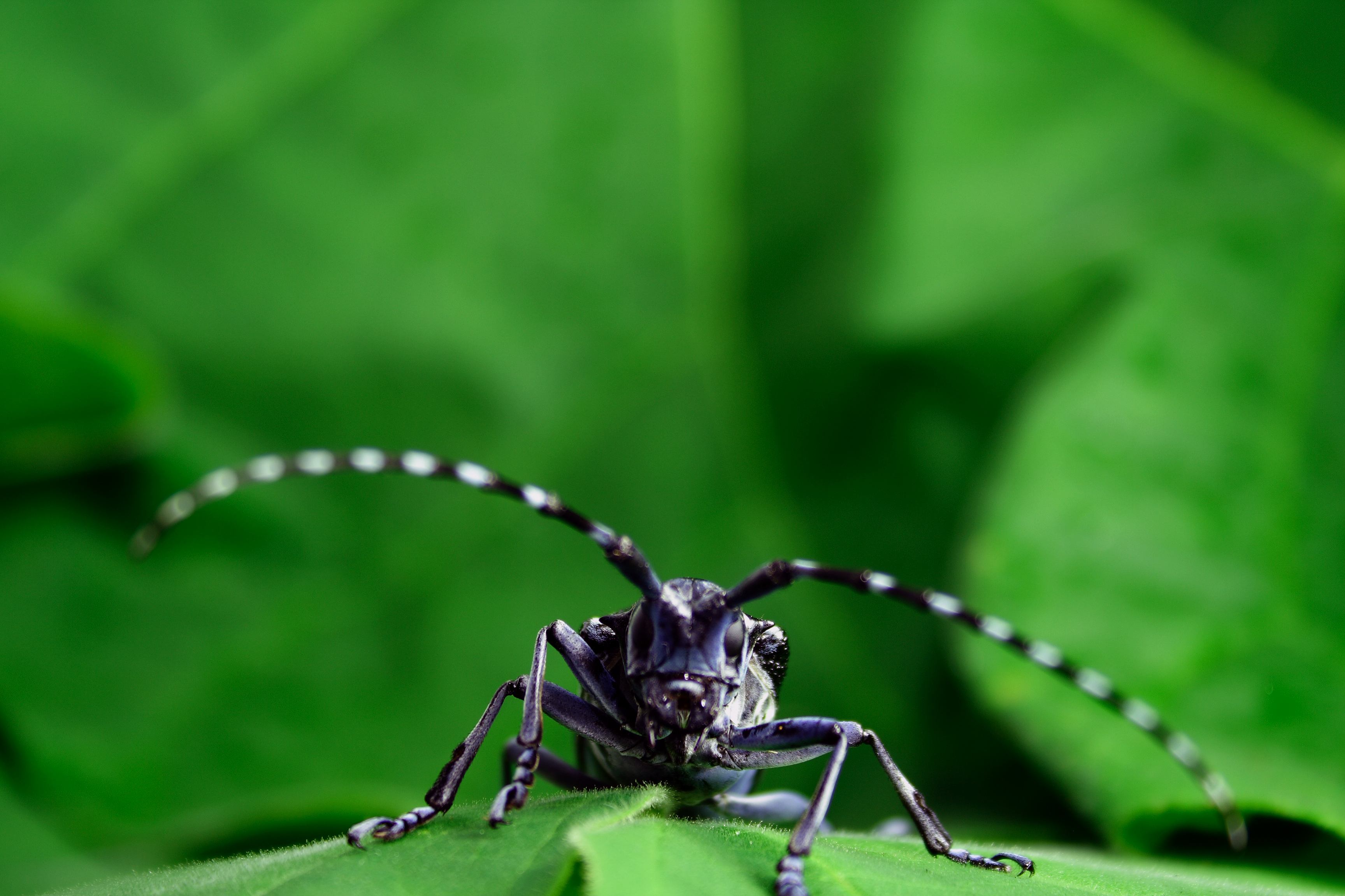 The Asian Longhorned Beetle 27