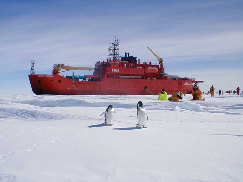 Researchers studying penguins while voyaging aboard the ''Aurora Australis''