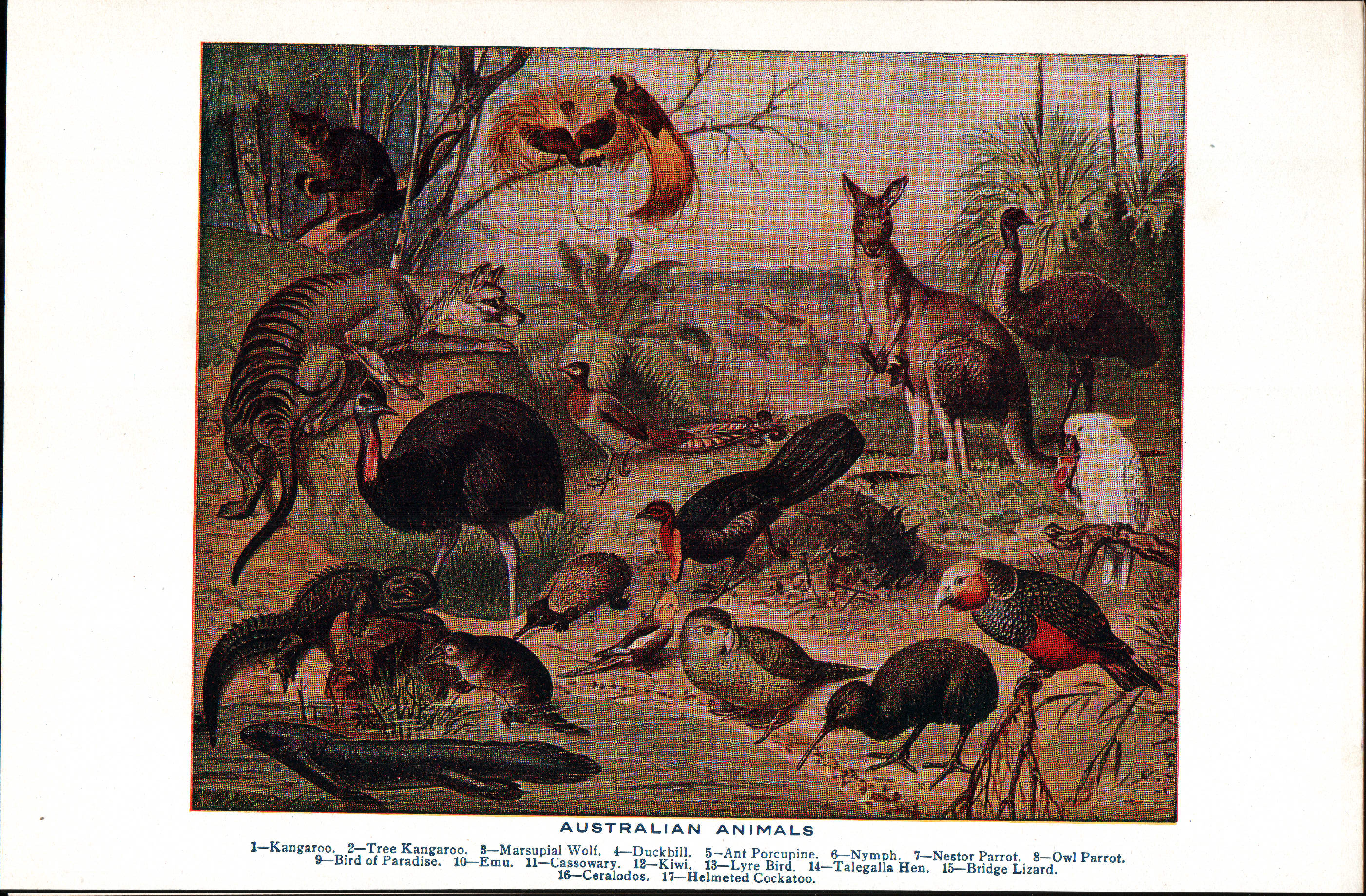 File:Australian - Wikimedia