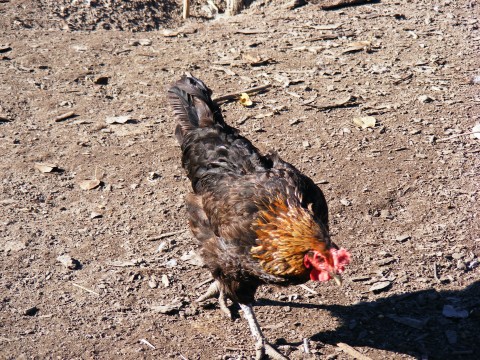 File:Backyard-Poultry 241724-480x360 (4792453176).jpg