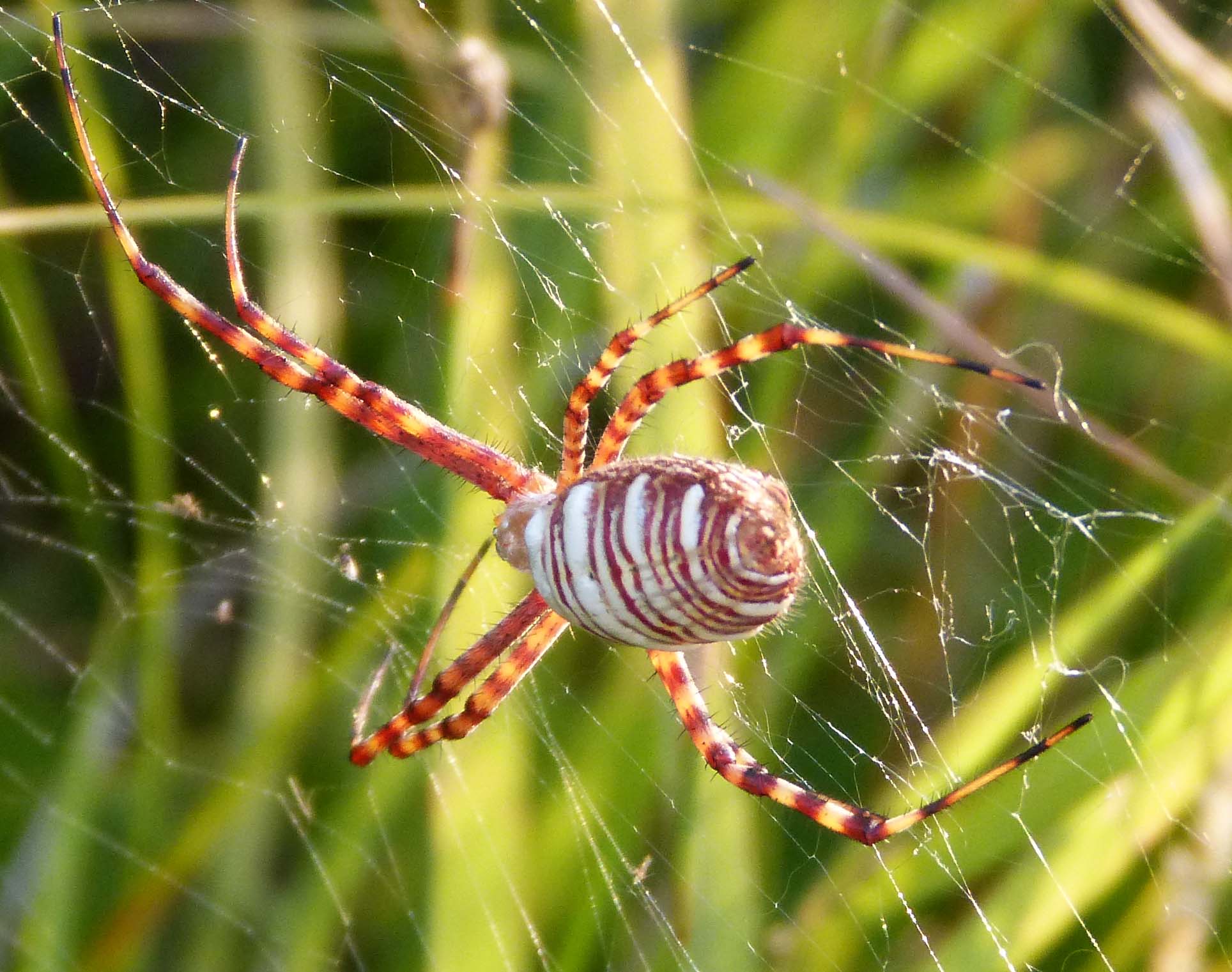 File Banded Garden Spider Argiope Trifasciata Flickr