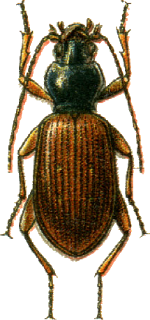 Bembidion combustum