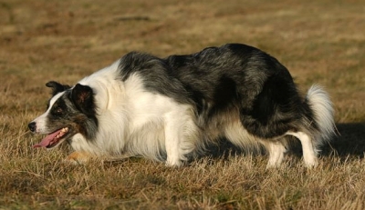 File:Border Collie (Roy) en plein travail2.jpg