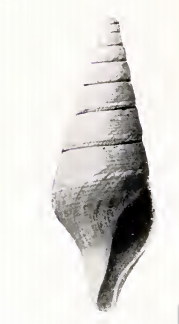 <i>Borsonella omphale</i> Species of gastropod